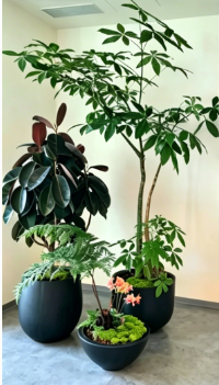 鄞州花木租摆网店是什么？一文带你全面了解